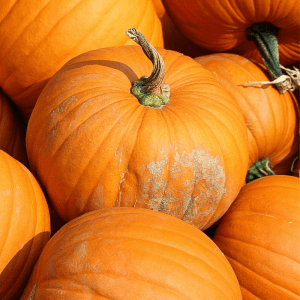 Jack-o-Lantern Pumpkin