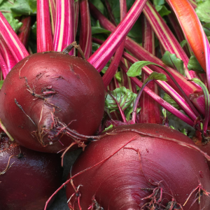 Bulls Blood Beets