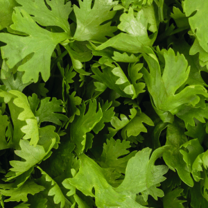 Coriander (Cilantro)
