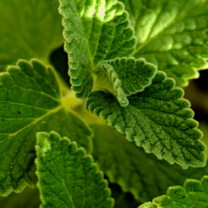 Catnip Herb